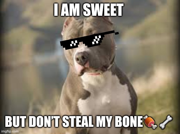 pitbull dog | I AM SWEET; BUT DON’T STEAL MY BONE🍖 🦴 | image tagged in pitbull dog | made w/ Imgflip meme maker