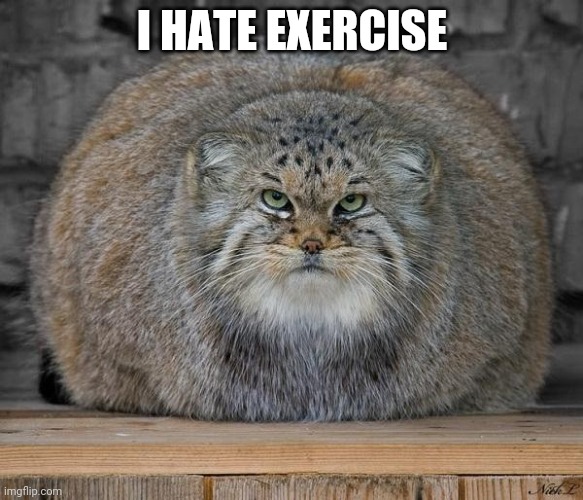 Fat Cats Exercise | I HATE EXERCISE | image tagged in fat cats exercise | made w/ Imgflip meme maker