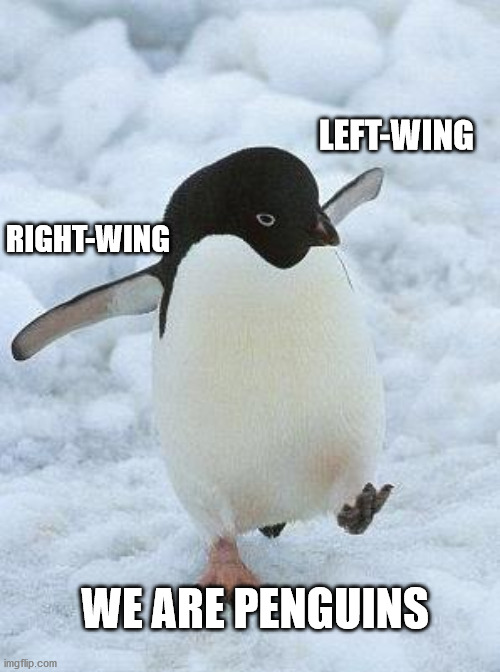 penguin | LEFT-WING; RIGHT-WING; WE ARE PENGUINS | image tagged in penguin | made w/ Imgflip meme maker