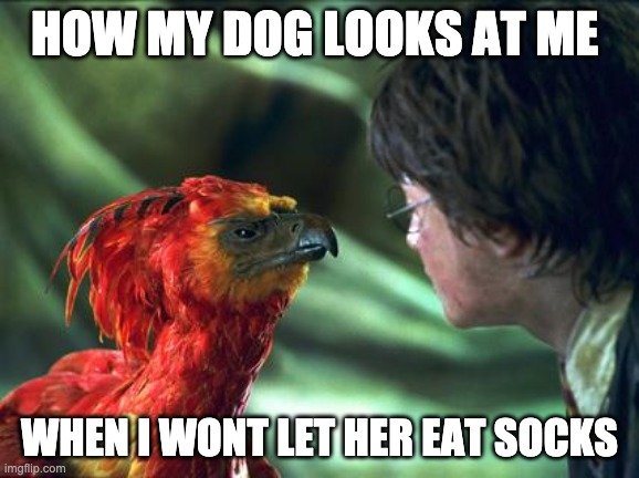Phoenix Harry potter | HOW MY DOG LOOKS AT ME; WHEN I WONT LET HER EAT SOCKS | image tagged in phoenix harry potter | made w/ Imgflip meme maker