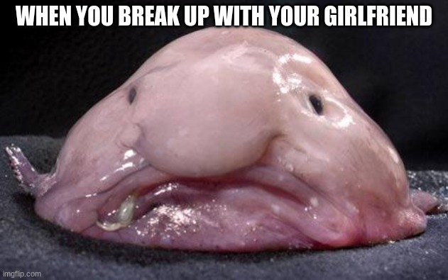 Blobfish | WHEN YOU BREAK UP WITH YOUR GIRLFRIEND | image tagged in blobfish | made w/ Imgflip meme maker