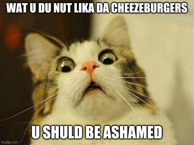praise da holy cheezburger | WAT U DU NUT LIKA DA CHEEZEBURGERS; U SHULD BE ASHAMED | image tagged in memes,scared cat | made w/ Imgflip meme maker