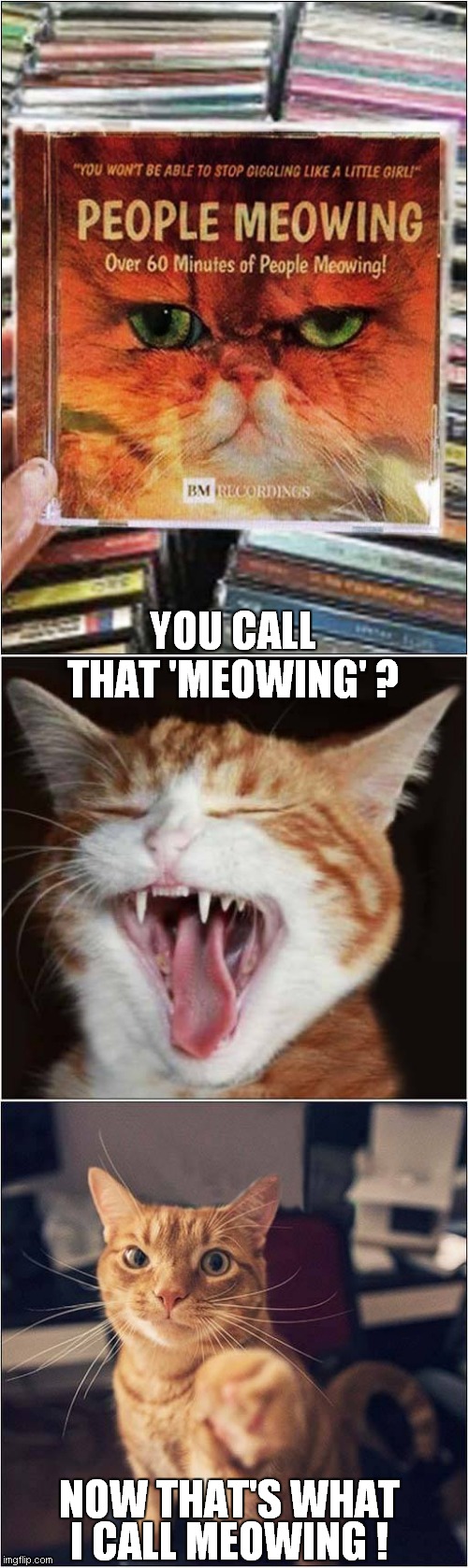Now That's Meowing | YOU CALL THAT 'MEOWING' ? NOW THAT'S WHAT; I CALL MEOWING ! | image tagged in cats,fun,meow,singing | made w/ Imgflip meme maker