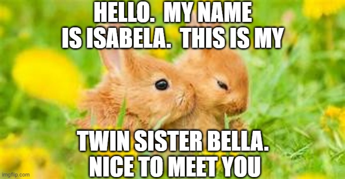 A bunny introducing her twin sister and herself | HELLO.  MY NAME IS ISABELA.  THIS IS MY; TWIN SISTER BELLA.  NICE TO MEET YOU | image tagged in cute animals | made w/ Imgflip meme maker