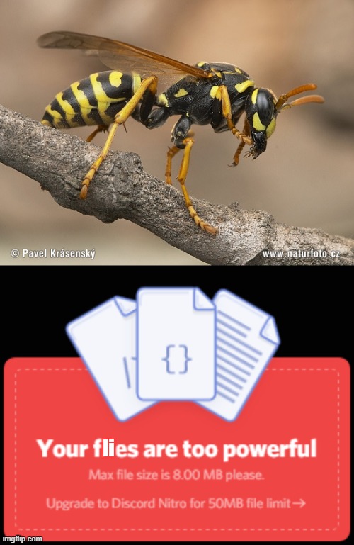Your flies are too powerful | li | image tagged in wasp,flies,discord,upload | made w/ Imgflip meme maker