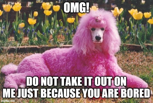 Poodle | OMG! DO NOT TAKE IT OUT ON ME JUST BECAUSE YOU ARE BORED | image tagged in poodle | made w/ Imgflip meme maker