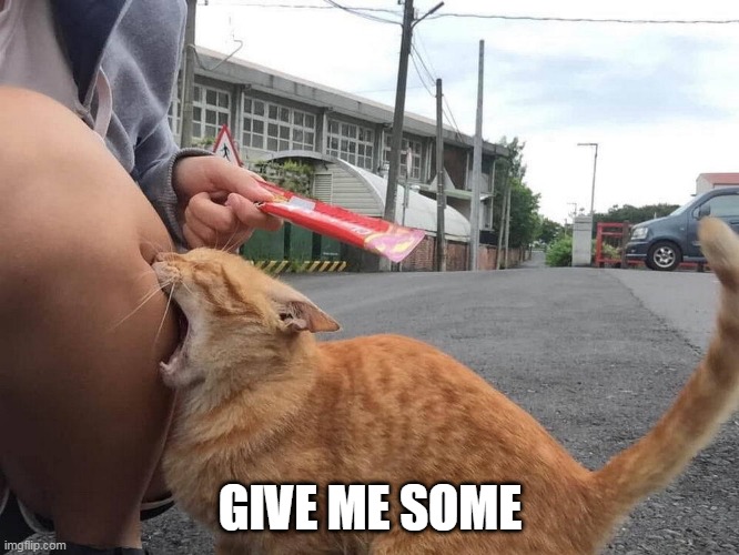 YOUR CAT MAY BE HUNGRY | GIVE ME SOME | image tagged in cats,funny cats | made w/ Imgflip meme maker
