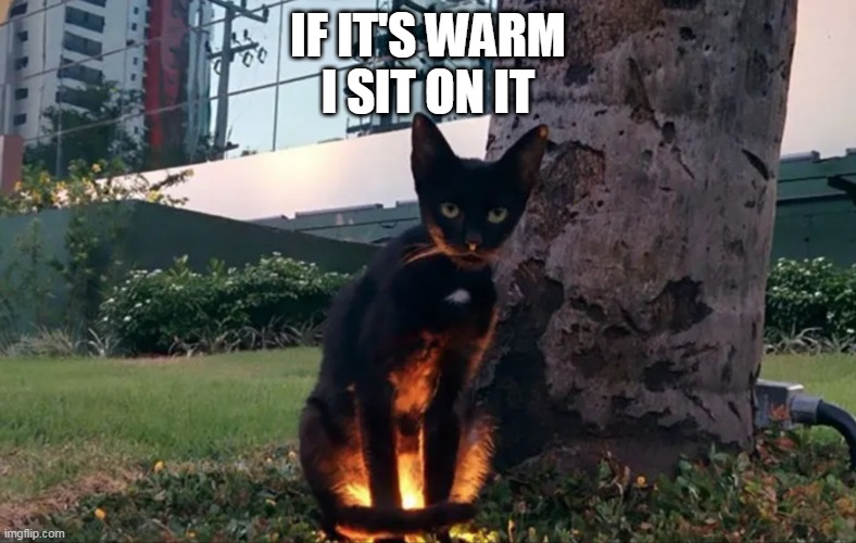 CATS WILL SIT ANYWHERE | IF IT'S WARM
I SIT ON IT | image tagged in cats,funny cats | made w/ Imgflip meme maker