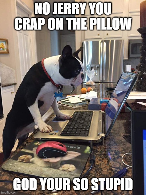 Boston Terrier computer | NO JERRY YOU CRAP ON THE PILLOW; GOD YOUR SO STUPID | image tagged in boston terrier computer | made w/ Imgflip meme maker