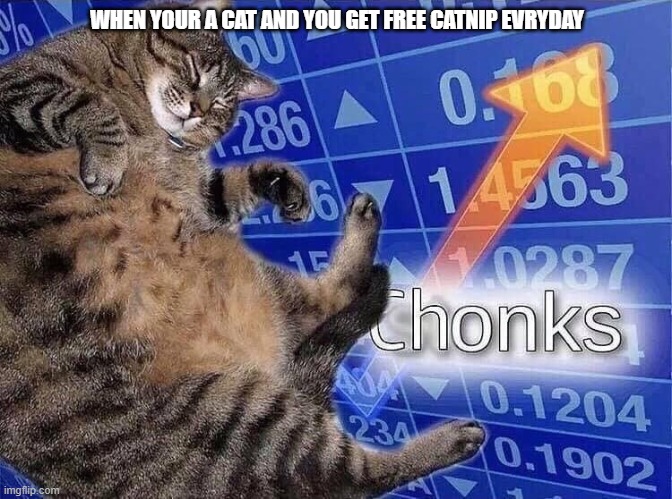 Catnip | WHEN YOUR A CAT AND YOU GET FREE CATNIP EVRYDAY | image tagged in chonks | made w/ Imgflip meme maker