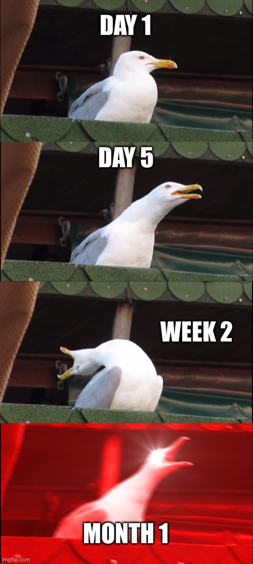 Quarantine in a nutshell | DAY 1; DAY 5; WEEK 2; MONTH 1 | image tagged in memes,inhaling seagull | made w/ Imgflip meme maker