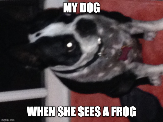 Triggered Dog | MY DOG; WHEN SHE SEES A FROG | image tagged in triggered dog | made w/ Imgflip meme maker