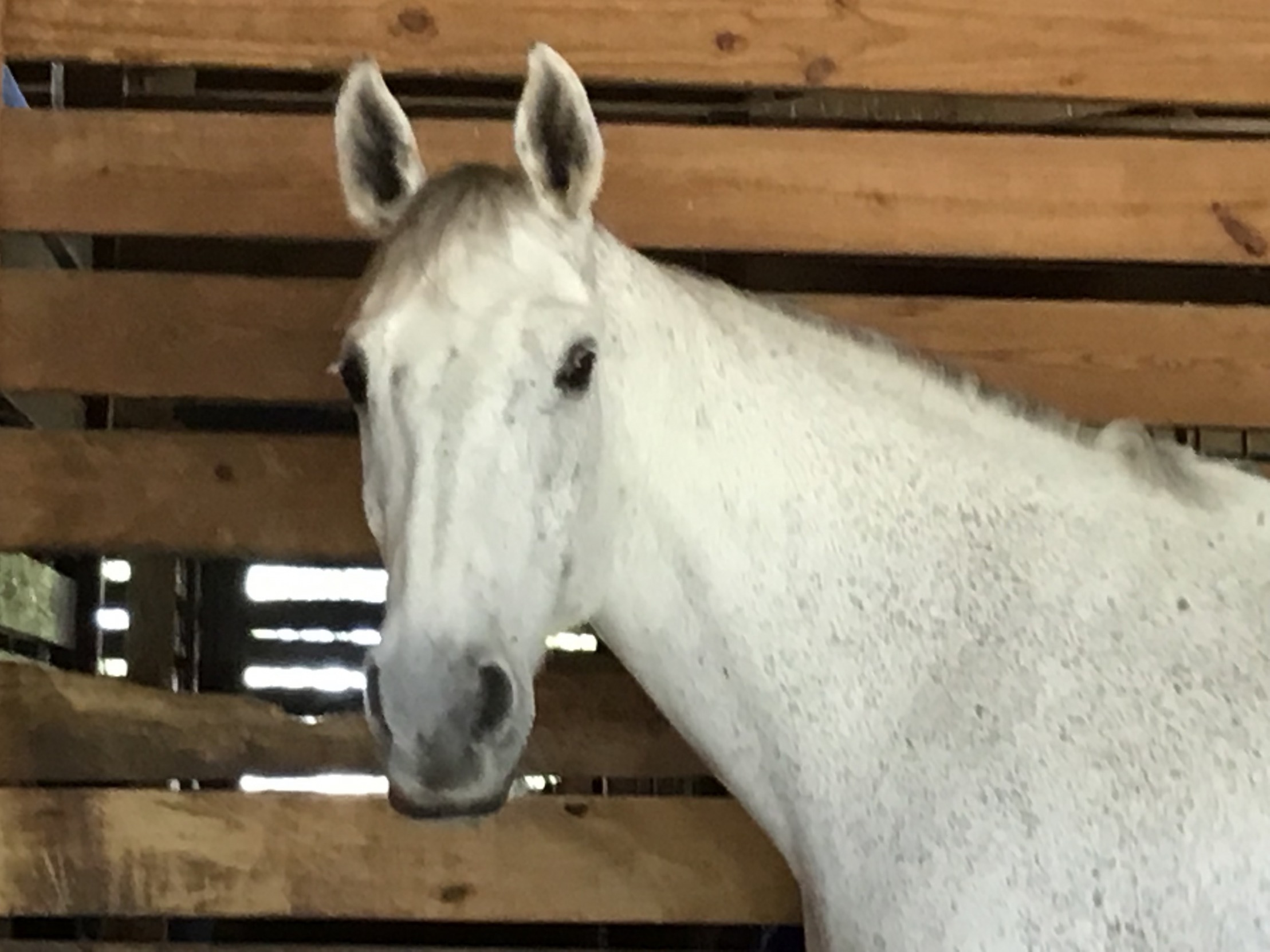 High Quality staring horse Blank Meme Template