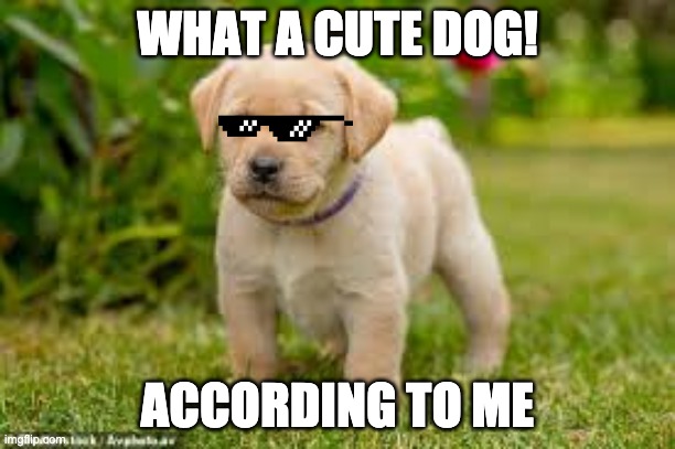 Doggie!!! | WHAT A CUTE DOG! ACCORDING TO ME | image tagged in dogs | made w/ Imgflip meme maker