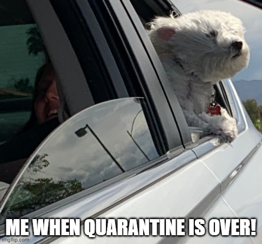 Quarantine | ME WHEN QUARANTINE IS OVER! | image tagged in funny dogs | made w/ Imgflip meme maker
