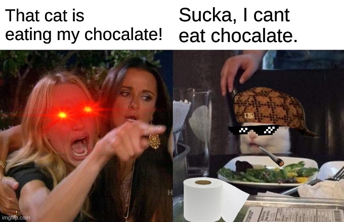 they are dumb | That cat is eating my chocalate! Sucka, I cant eat chocalate. | image tagged in its a meme | made w/ Imgflip meme maker