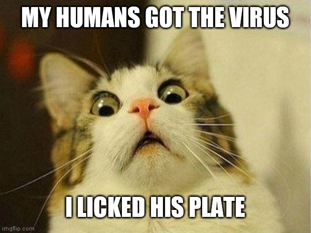 Scared Cat | MY HUMANS GOT THE VIRUS; I LICKED HIS PLATE | image tagged in memes,scared cat | made w/ Imgflip meme maker