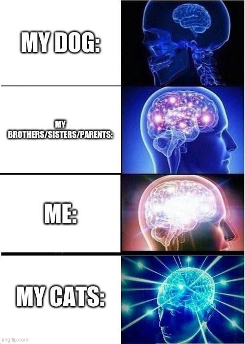 Expanding Brain | MY DOG:; MY BROTHERS/SISTERS/PARENTS:; ME:; MY CATS: | image tagged in memes,expanding brain | made w/ Imgflip meme maker