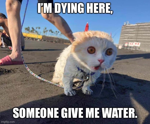 best litterbox evah! | I’M DYING HERE, SOMEONE GIVE ME WATER. | image tagged in best litterbox evah | made w/ Imgflip meme maker
