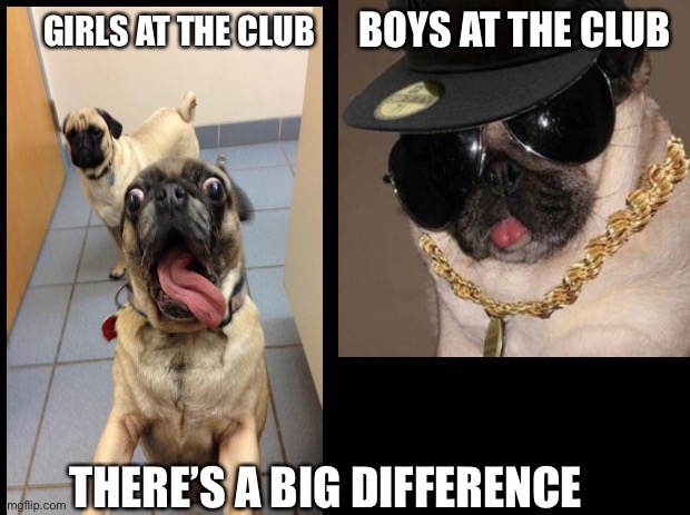 BOYS AT THE CLUB; GIRLS AT THE CLUB; THERE’S A BIG DIFFERENCE | image tagged in pug | made w/ Imgflip meme maker