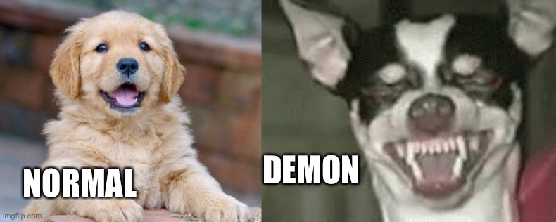 Puppy evil dog | DEMON; NORMAL | image tagged in puppy evil dog | made w/ Imgflip meme maker