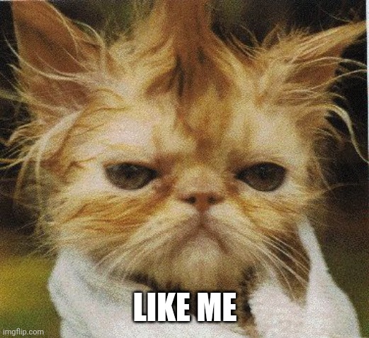 Messed up cat | LIKE ME | image tagged in messed up cat | made w/ Imgflip meme maker