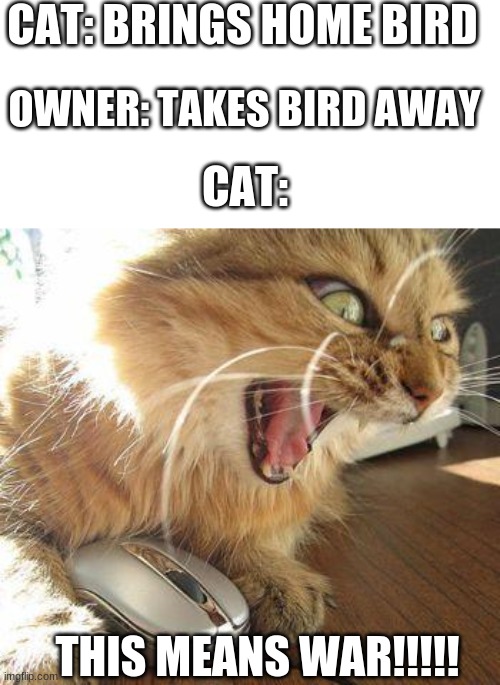 angry cat | CAT: BRINGS HOME BIRD; OWNER: TAKES BIRD AWAY; CAT:; THIS MEANS WAR!!!!! | image tagged in angry cat | made w/ Imgflip meme maker