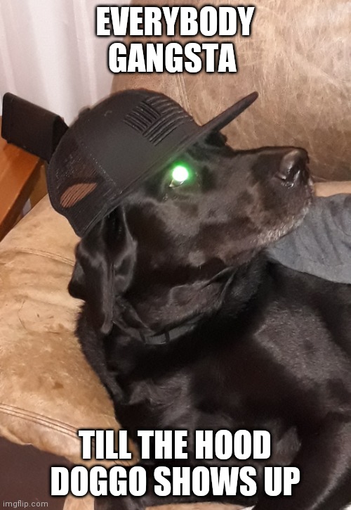 EVERYBODY GANGSTA; TILL THE HOOD DOGGO SHOWS UP | image tagged in dogs | made w/ Imgflip meme maker