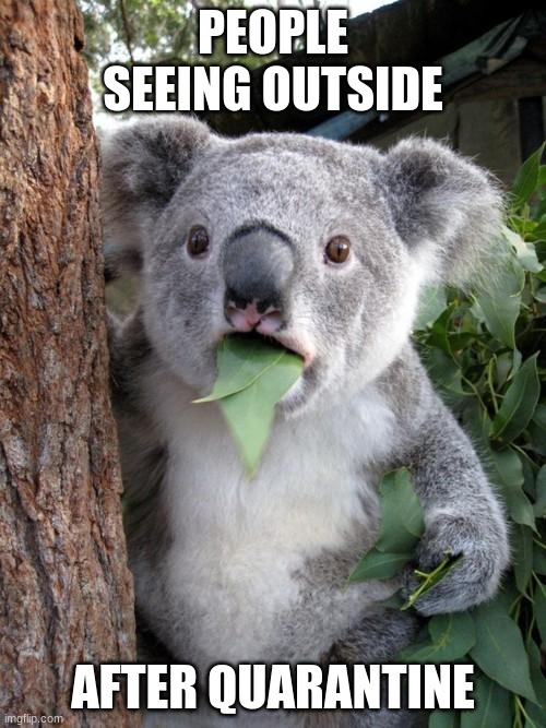 Surprised Koala Meme | PEOPLE SEEING OUTSIDE; AFTER QUARANTINE | image tagged in memes,surprised koala | made w/ Imgflip meme maker