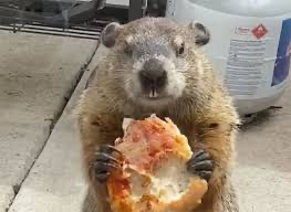 Groundhog eating pizza Blank Meme Template