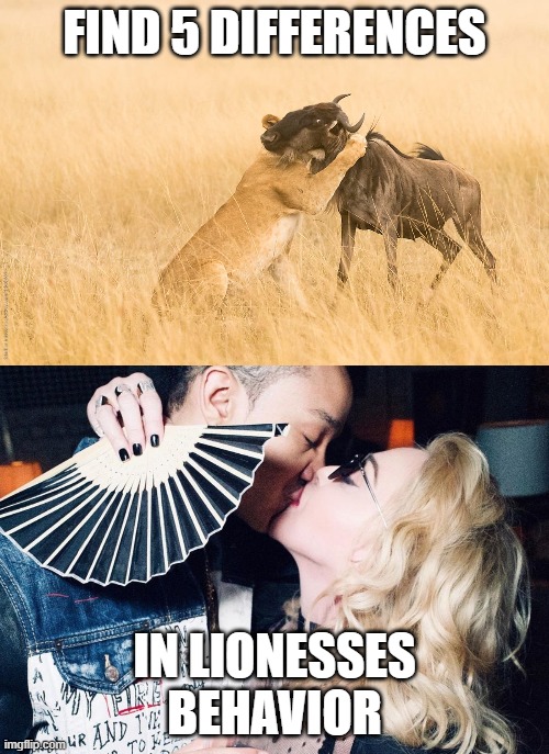 Lioness Madonna | FIND 5 DIFFERENCES; IN LIONESSES BEHAVIOR | image tagged in national geographic,lioness,madonna,boyfriend,prey | made w/ Imgflip meme maker