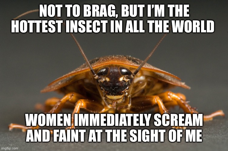 Cockroach | NOT TO BRAG, BUT I’M THE HOTTEST INSECT IN ALL THE WORLD; WOMEN IMMEDIATELY SCREAM AND FAINT AT THE SIGHT OF ME | image tagged in cockroach | made w/ Imgflip meme maker