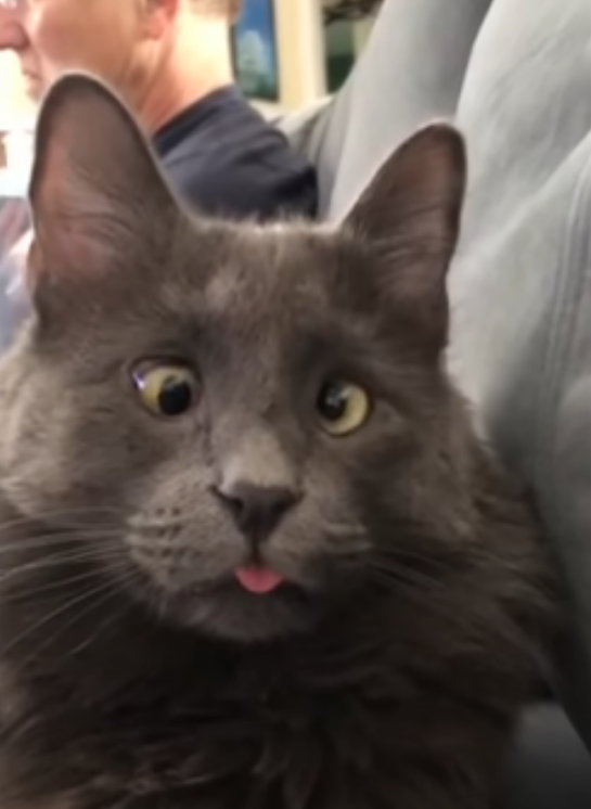 Hillary 2016 voting cat Blank Meme Template