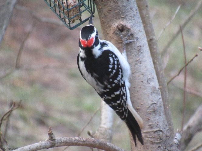 Woodpecker enjoying some suet before the bugs wake up | image tagged in backyard | made w/ Imgflip meme maker