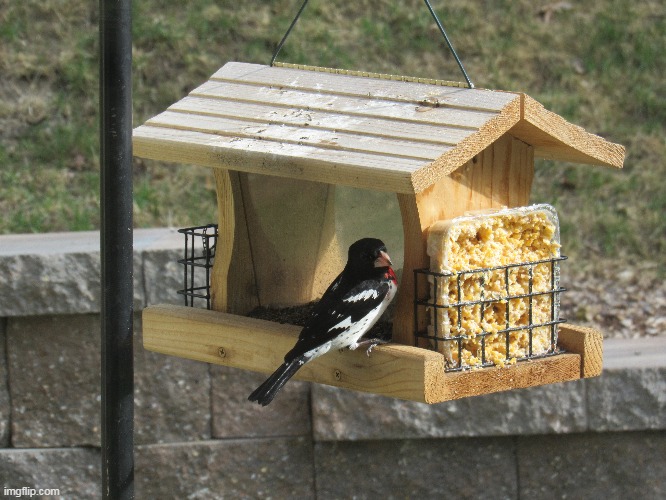 Rose crested Grosbeak - unfortunately we now take the feeders down before they show up. (bears) | image tagged in birds | made w/ Imgflip meme maker