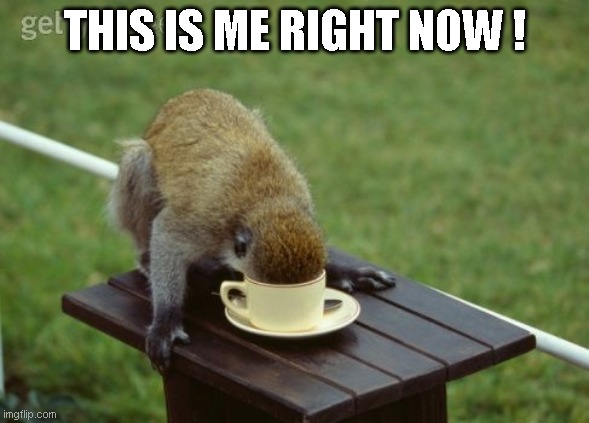 Monkey Coffee | THIS IS ME RIGHT NOW ! | image tagged in monkey coffee | made w/ Imgflip meme maker