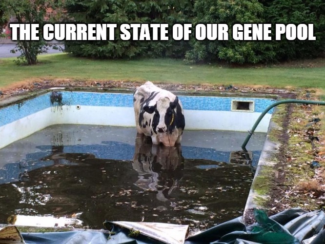 State of the Gene Pool | THE CURRENT STATE OF OUR GENE POOL | image tagged in stupid liberals | made w/ Imgflip meme maker
