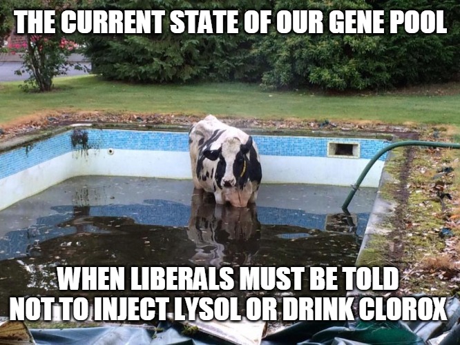 gene pool with liberals | THE CURRENT STATE OF OUR GENE POOL; WHEN LIBERALS MUST BE TOLD NOT TO INJECT LYSOL OR DRINK CLOROX | image tagged in stupid liberals | made w/ Imgflip meme maker