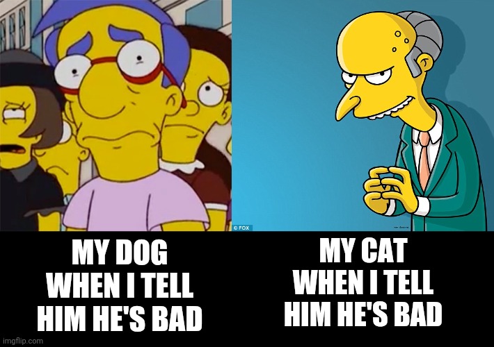 Dogs vs cats | MY CAT WHEN I TELL HIM HE'S BAD; MY DOG WHEN I TELL HIM HE'S BAD | image tagged in memes,dog,cat,when i tell him he's bad | made w/ Imgflip meme maker