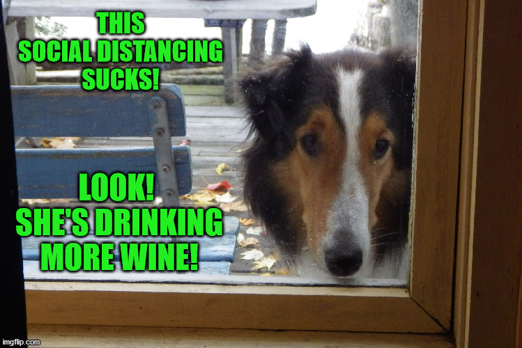  THIS SOCIAL DISTANCING SUCKS! LOOK!  SHE'S DRINKING MORE WINE! | image tagged in dogs,social distancing,drinking wine,covid-19 | made w/ Imgflip meme maker