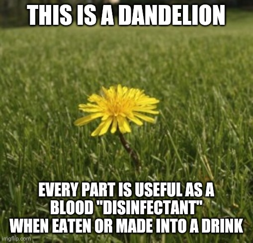 Disinfect This | THIS IS A DANDELION; EVERY PART IS USEFUL AS A
BLOOD "DISINFECTANT" WHEN EATEN OR MADE INTO A DRINK | image tagged in dandelion,disinfectant,memes,trump,2020,coronavirus | made w/ Imgflip meme maker
