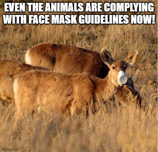 Don't Want the 'rona! | EVEN THE ANIMALS ARE COMPLYING WITH FACE MASK GUIDELINES NOW! | image tagged in coronavirus meme | made w/ Imgflip meme maker