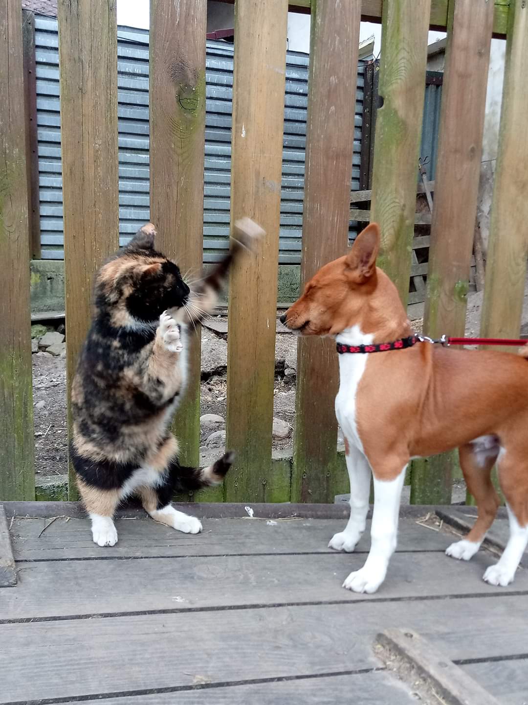 High Quality Angry cat and scared dog Blank Meme Template