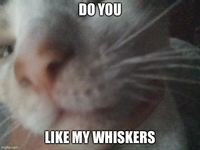 Do you like? | DO YOU; LIKE MY WHISKERS | image tagged in cats,images,funny cats | made w/ Imgflip meme maker