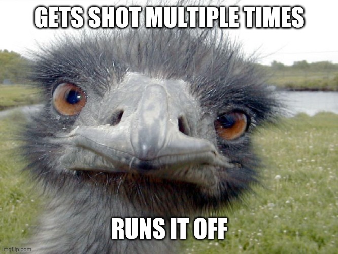 Power of the emu | GETS SHOT MULTIPLE TIMES; RUNS IT OFF | image tagged in emu head brah whats up,emu,memes | made w/ Imgflip meme maker