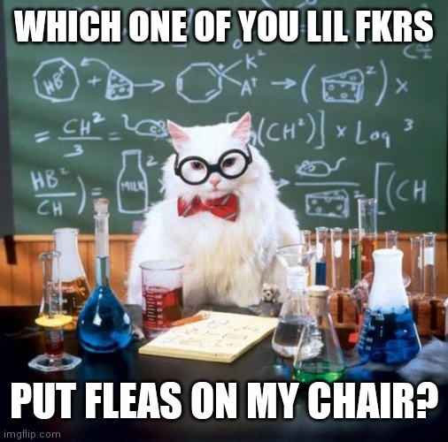 Chemistry Cat Meme | WHICH ONE OF YOU LIL FKRS; PUT FLEAS ON MY CHAIR? | image tagged in memes,chemistry cat | made w/ Imgflip meme maker