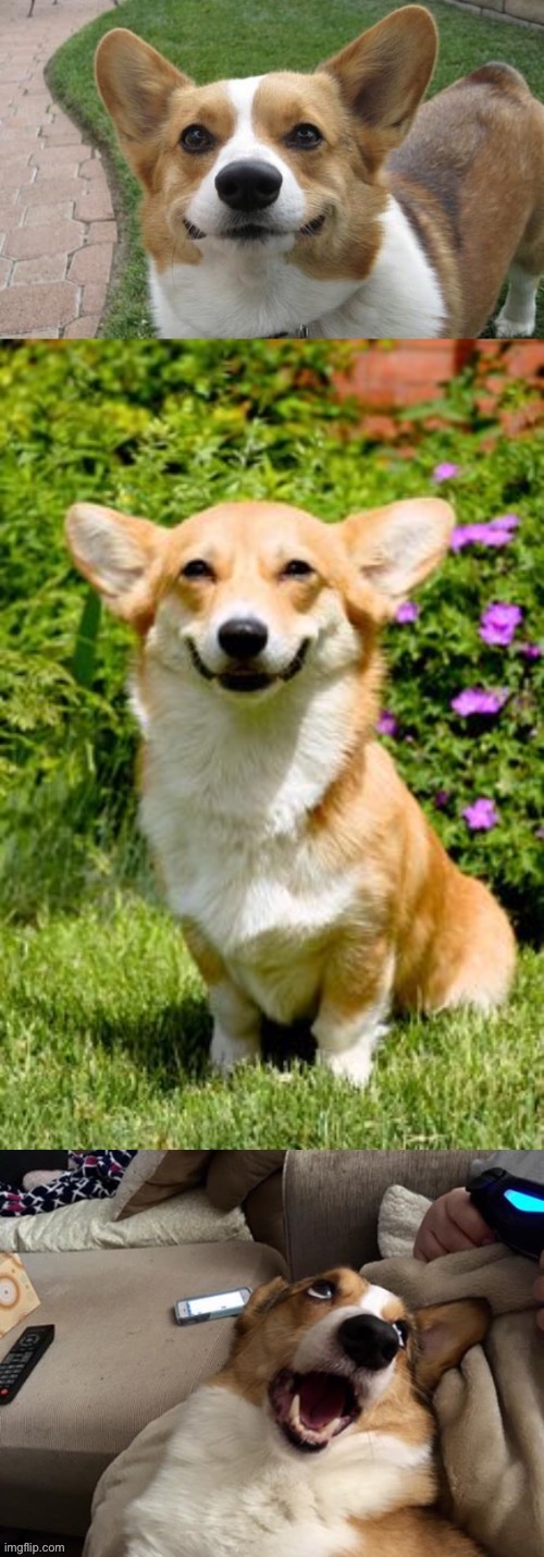 Caption this, the meme template is called bad joke CorgiLove | image tagged in bad joke corgilove | made w/ Imgflip meme maker