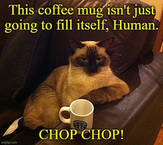 Coffee Cat | This coffee mug isn't just going to fill itself, Human. CHOP CHOP! | image tagged in coffee cat,memes,i love coffee | made w/ Imgflip meme maker