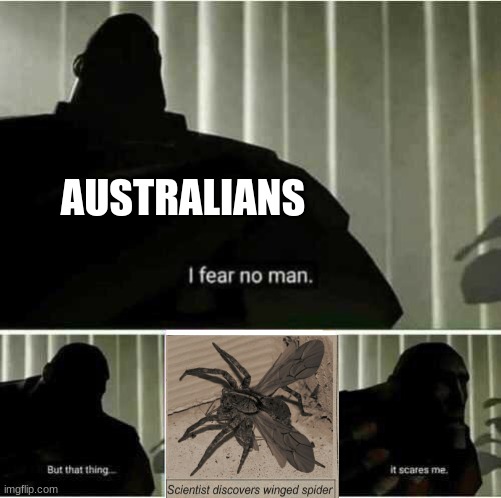 wing spiders don' t live in america they live in australia |  AUSTRALIANS | image tagged in i fear no man,australia,spider,memes | made w/ Imgflip meme maker