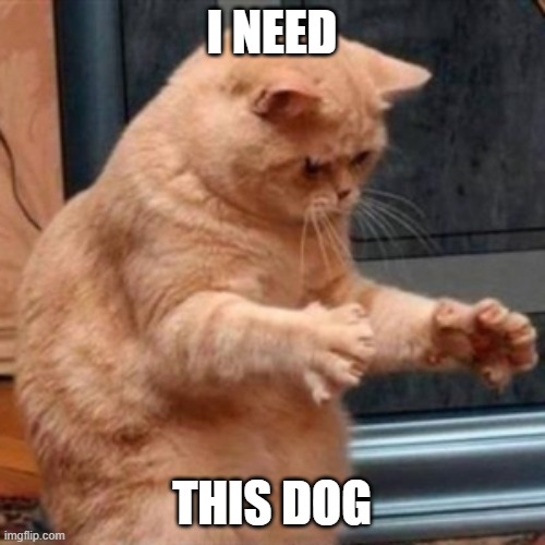 Dat ass cat | I NEED THIS DOG | image tagged in dat ass cat | made w/ Imgflip meme maker